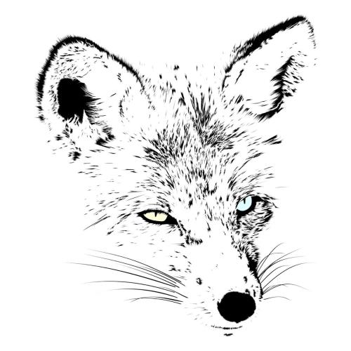 Azido 88 & 9-Tailed Fox - Winter Fox