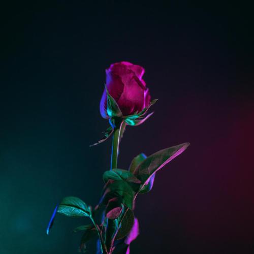 BRAN & Hello Ellie - Lovefool