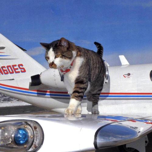 Catpilot - Goodnight, Plane