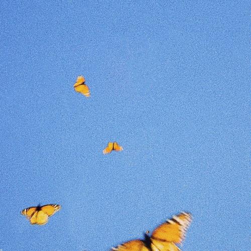 Fiji Blue - Butterflies