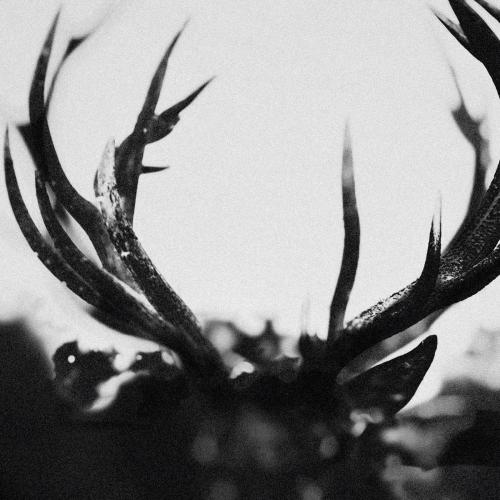 Ihsahn - A Taste of the Ambrosia