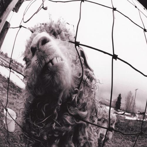 Pearl Jam - Daughter (Remastered)