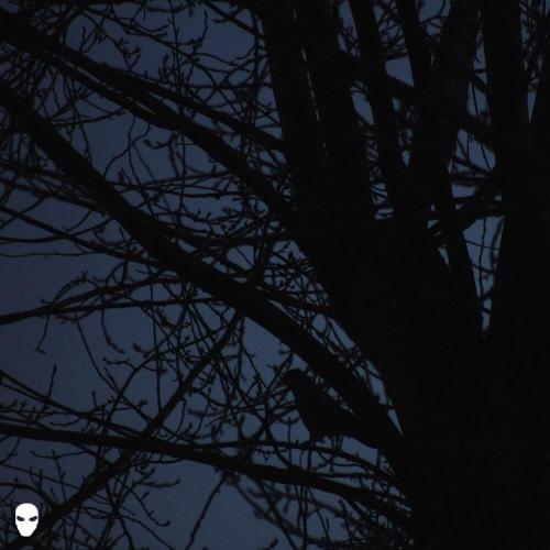 Pharmacist - dreamin