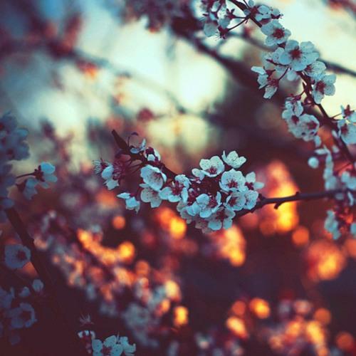 Sappheiros - Lights