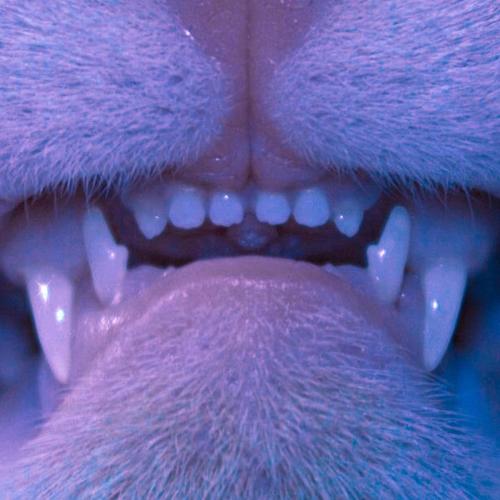 Stain the Canvas & KLAUS NOIR - GATTINI