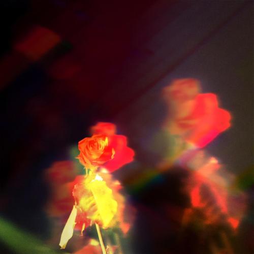 Wasia Project - Petals on the Moon