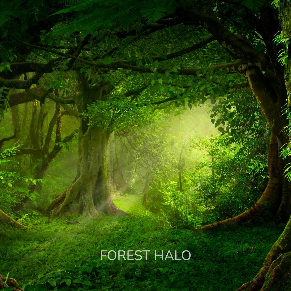 Forest Halo - Dreamer (Spa)